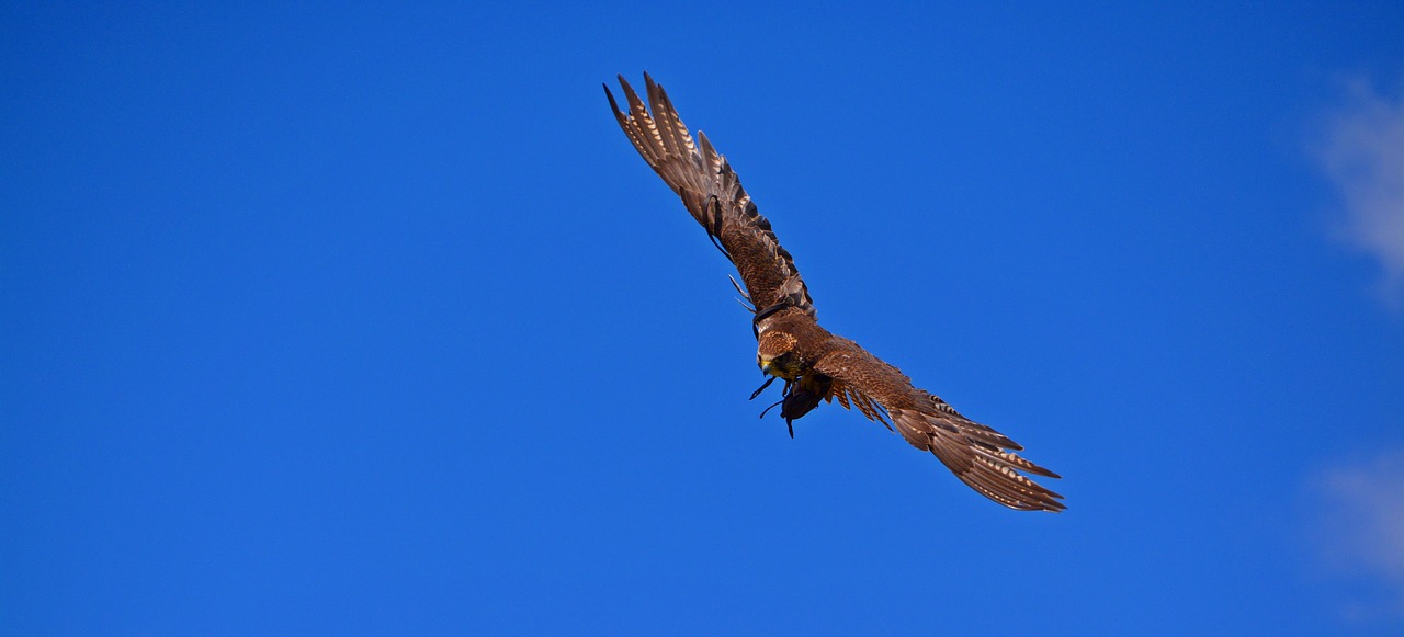 Adler, Skrydis, Paukštis, Oras, Raptoras, Plėšrusis Paukštis, Skristi, Dangus, Laisvė, Laukinės Gamtos Fotografija