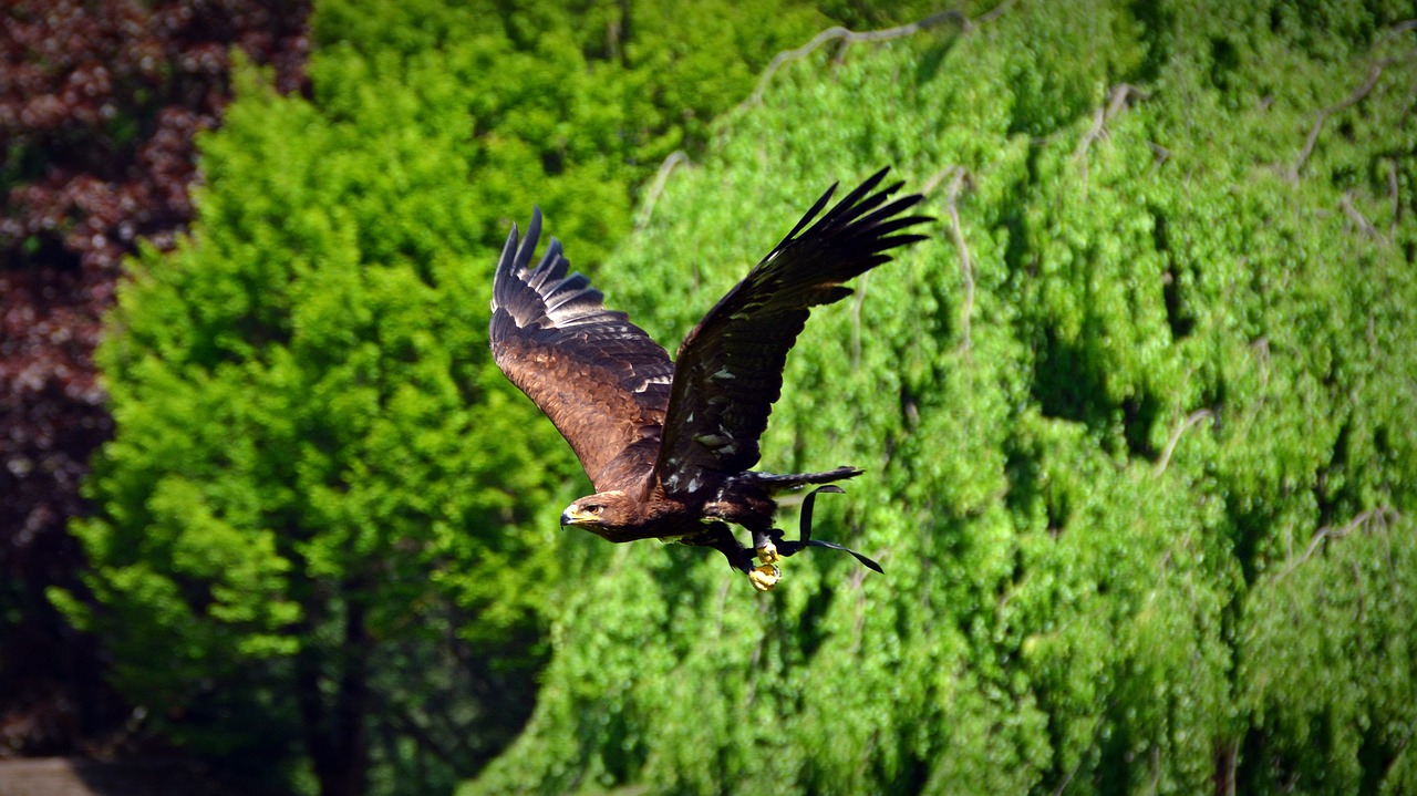 Adler, Paukštis, Raptoras, Skristi, Plėšrusis Paukštis, Gyvūnas, Gamta, Heraldinis Gyvūnas, Laukinė Gamta, Nemokamos Nuotraukos