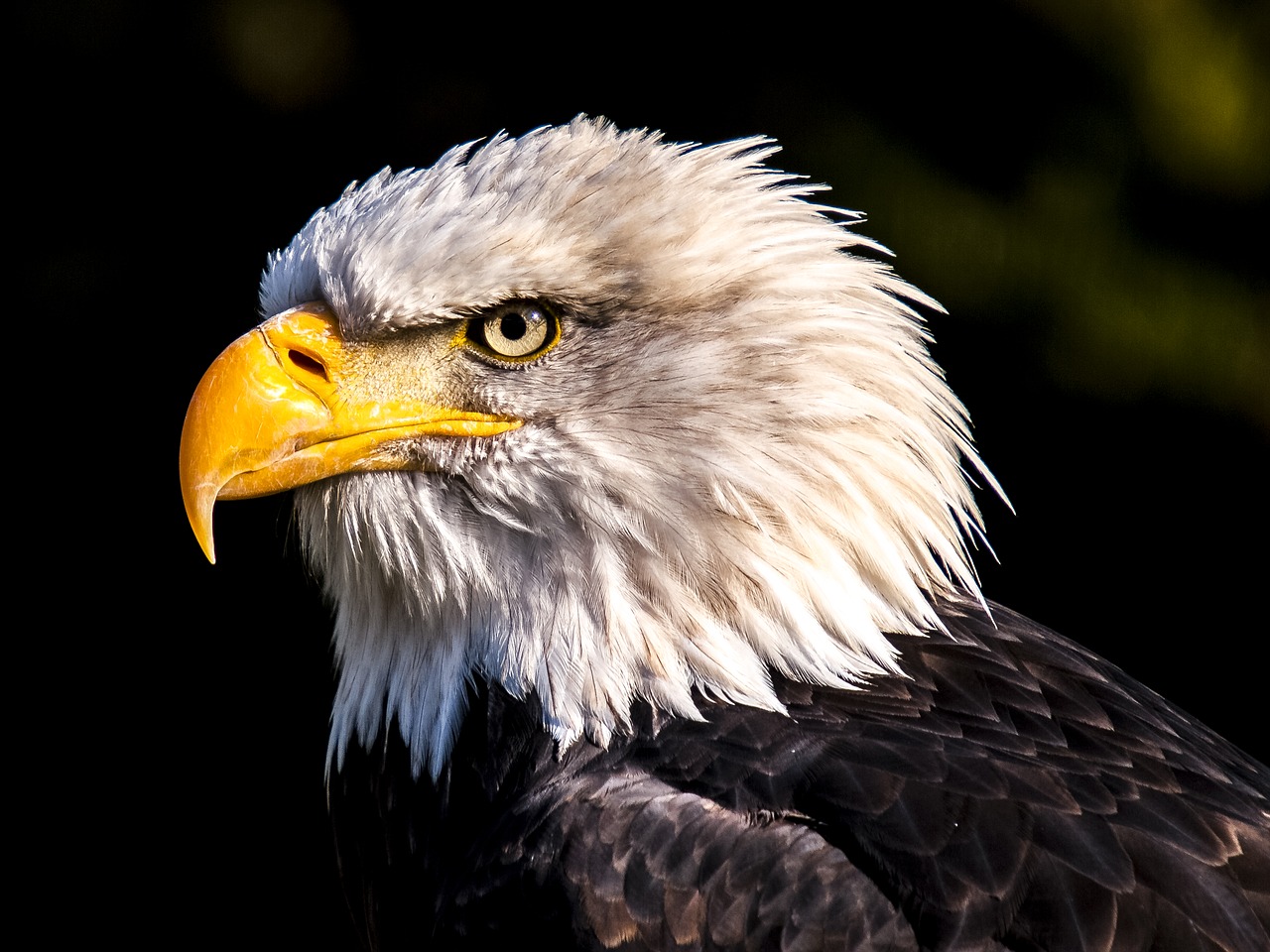 Adler, Baltasis Erelis, Plikas Erelis, Paukštis, Raptoras, Gamta, Gyvūnas, Nemokamos Nuotraukos,  Nemokama Licenzija