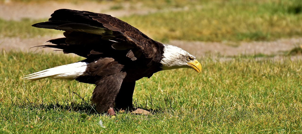 Adler, Plikieji Ereliai, Paukštis, Raptoras, Plikas Erelis, Plėšrusis Paukštis, Sąskaitą, Laukinės Gamtos Fotografija, Laukinis Paukštis, Nemokamos Nuotraukos