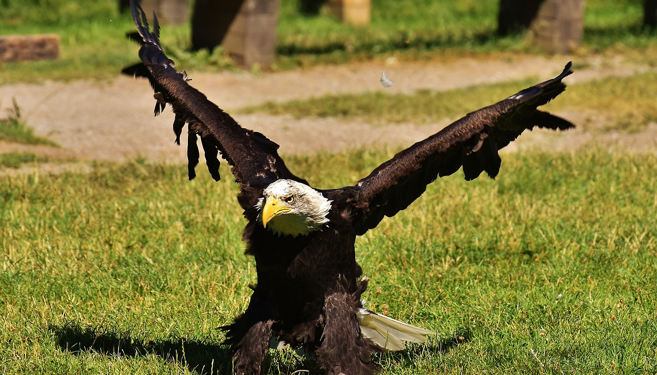 Adler, Plikieji Ereliai, Paukštis, Raptoras, Plikas Erelis, Plėšrusis Paukštis, Sąskaitą, Laukinės Gamtos Fotografija, Laukinis Paukštis, Nemokamos Nuotraukos