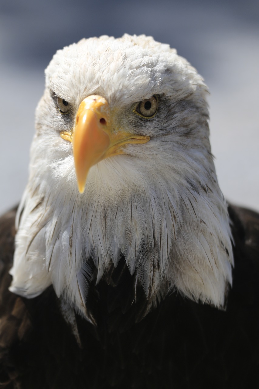 Adler, Akis, Sąskaitą, Raptoras, Balta, Baltasis Erelis, Plikas Erelis, Portretas, Plunksna, Vaizdas