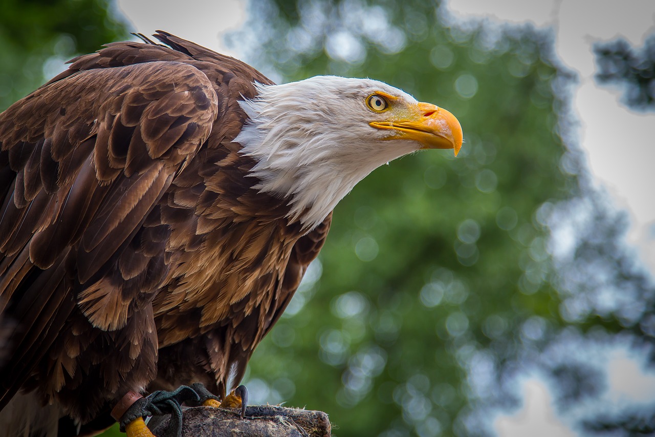 Adler, Baltasis Erelis, Plikas Erelis, Sąskaitą, Raptoras, Plėšrusis Paukštis, Paukštis, Nemokamos Nuotraukos,  Nemokama Licenzija