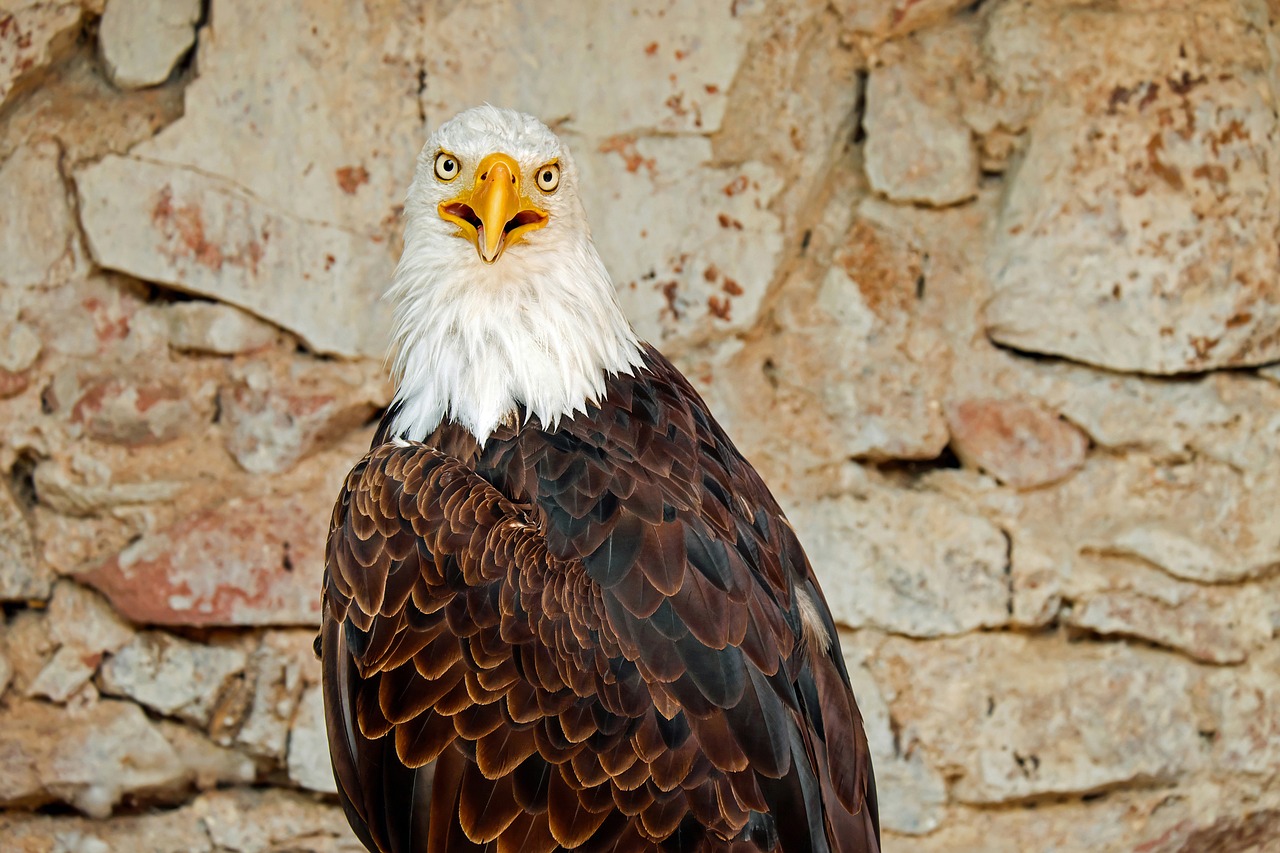 Adler, Plikas Erelis, Paukštis, Raptoras, Plėšrusis Paukštis, Baltasis Erelis, Grakštus, Didingas, Gyvūnas, Pasididžiavimas