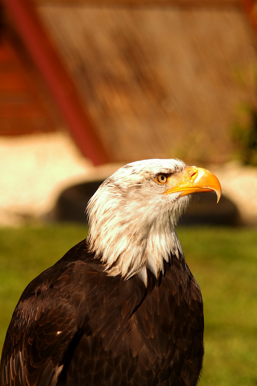 Adler, Erelis, Raptoras, Paukštis, Laukiama Paukštiena, Plikas Erelis, Nemokamos Nuotraukos,  Nemokama Licenzija