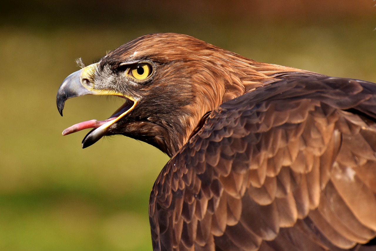 Adler, Raptoras, Plėšrusis Paukštis, Gyvūnas, Skristi, Kilnus, Skrydis, Metodas, Grobis, Tierpark Hellabrunn