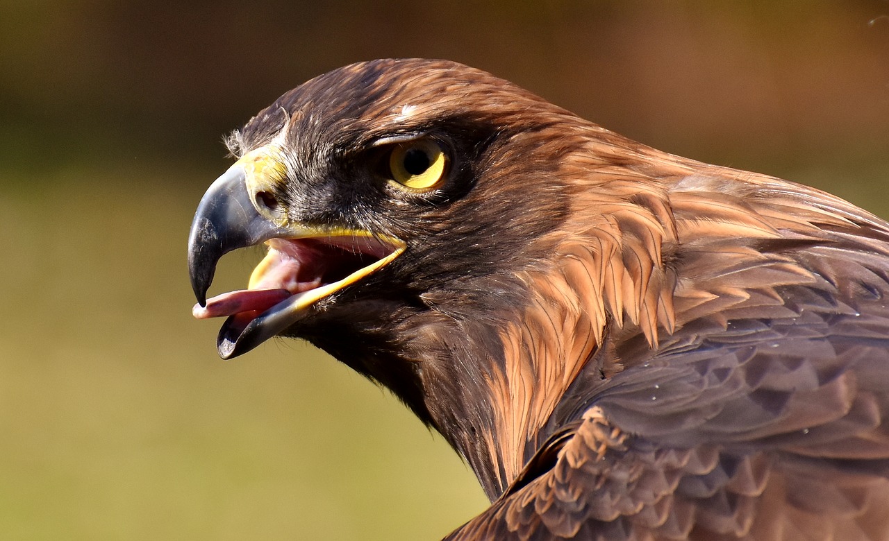 Adler, Raptoras, Plėšrusis Paukštis, Gyvūnas, Skristi, Kilnus, Skrydis, Metodas, Grobis, Tierpark Hellabrunn