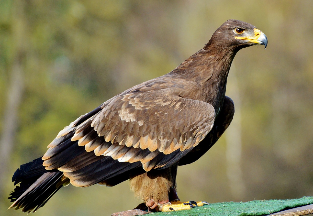 Adler, Plėšrusis Paukštis, Raptoras, Paukštis, Sąskaitą, Paukščių Herbas, Heraldinis Gyvūnas, Rudasis Erelis, Didingas, Gyvūnas