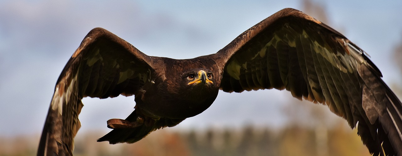 Adler, Raptoras, Plėšrusis Paukštis, Gyvūnas, Skristi, Kilnus, Grobis, Laukinių Parkų Girtavimas, Nemokamos Nuotraukos,  Nemokama Licenzija