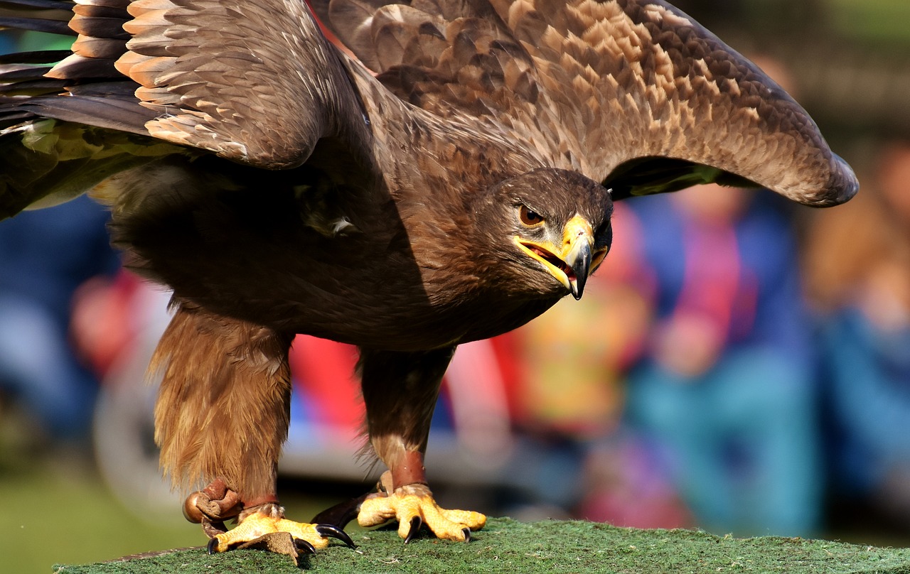 Adler, Raptoras, Plėšrusis Paukštis, Gyvūnas, Skristi, Kilnus, Grobis, Laukinių Parkų Girtavimas, Nemokamos Nuotraukos,  Nemokama Licenzija