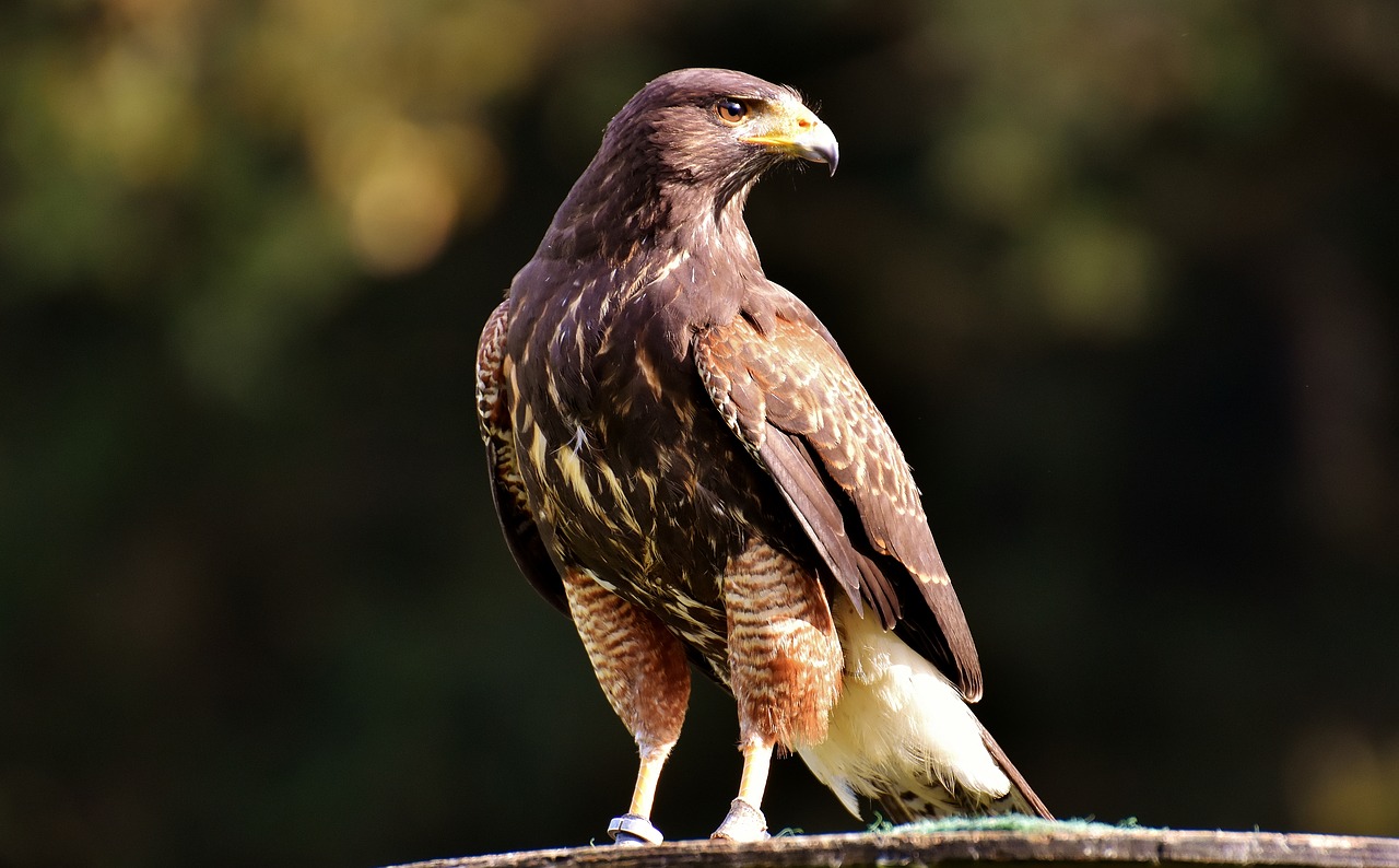 Adler, Raptoras, Plėšrusis Paukštis, Gyvūnas, Skristi, Kilnus, Grobis, Laukinių Parkų Girtavimas, Nemokamos Nuotraukos,  Nemokama Licenzija