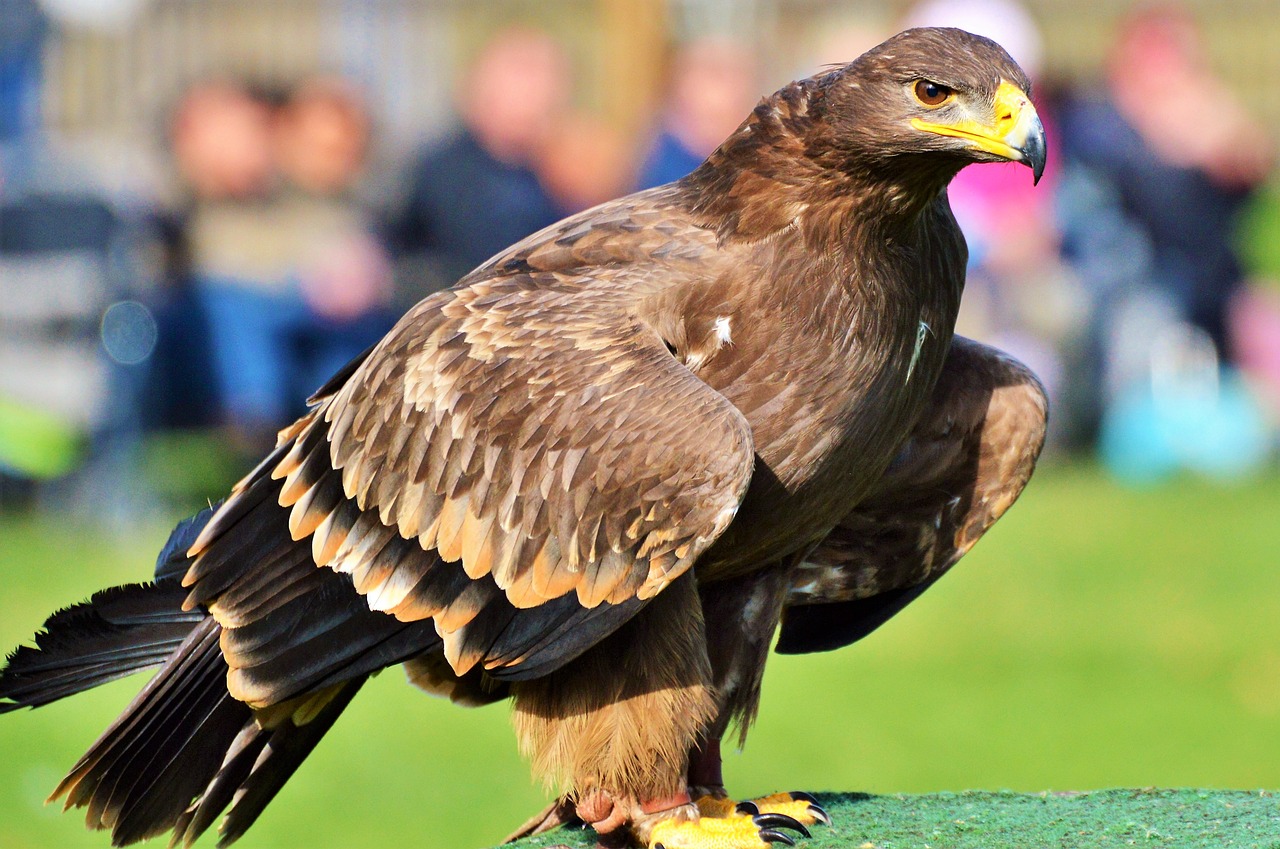 Adler, Plėšrusis Paukštis, Raptoras, Paukštis, Sąskaitą, Paukščių Herbas, Heraldinis Gyvūnas, Rudasis Erelis, Didingas, Gyvūnas