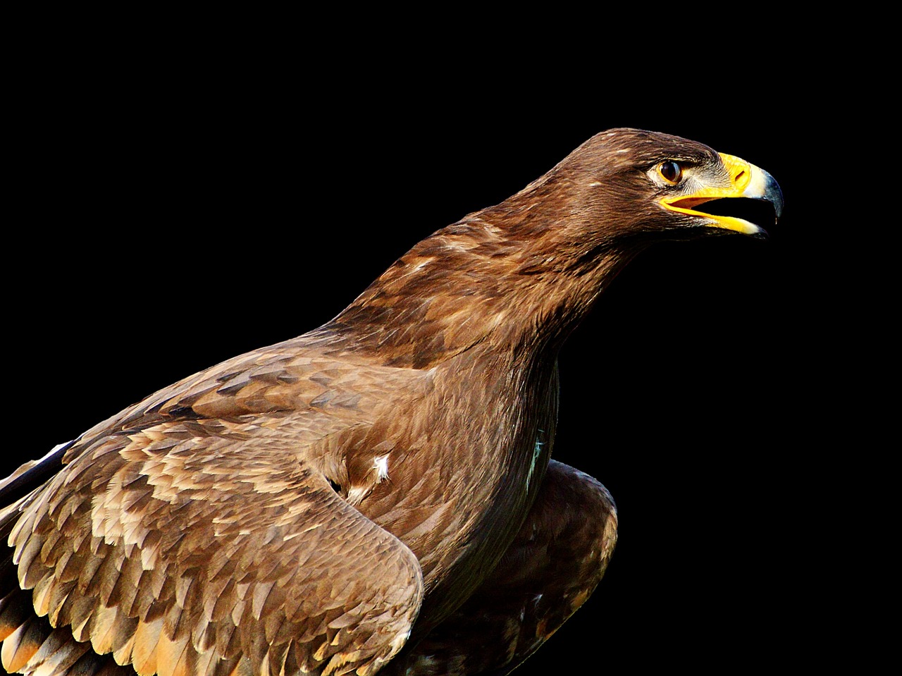 Adler, Plėšrusis Paukštis, Raptoras, Paukštis, Sąskaitą, Paukščių Herbas, Heraldinis Gyvūnas, Rudasis Erelis, Didingas, Gyvūnas