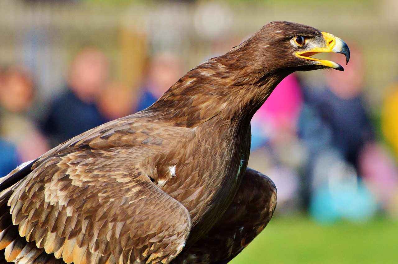 Adler, Plėšrusis Paukštis, Raptoras, Paukštis, Sąskaitą, Paukščių Herbas, Heraldinis Gyvūnas, Rudasis Erelis, Didingas, Gyvūnas