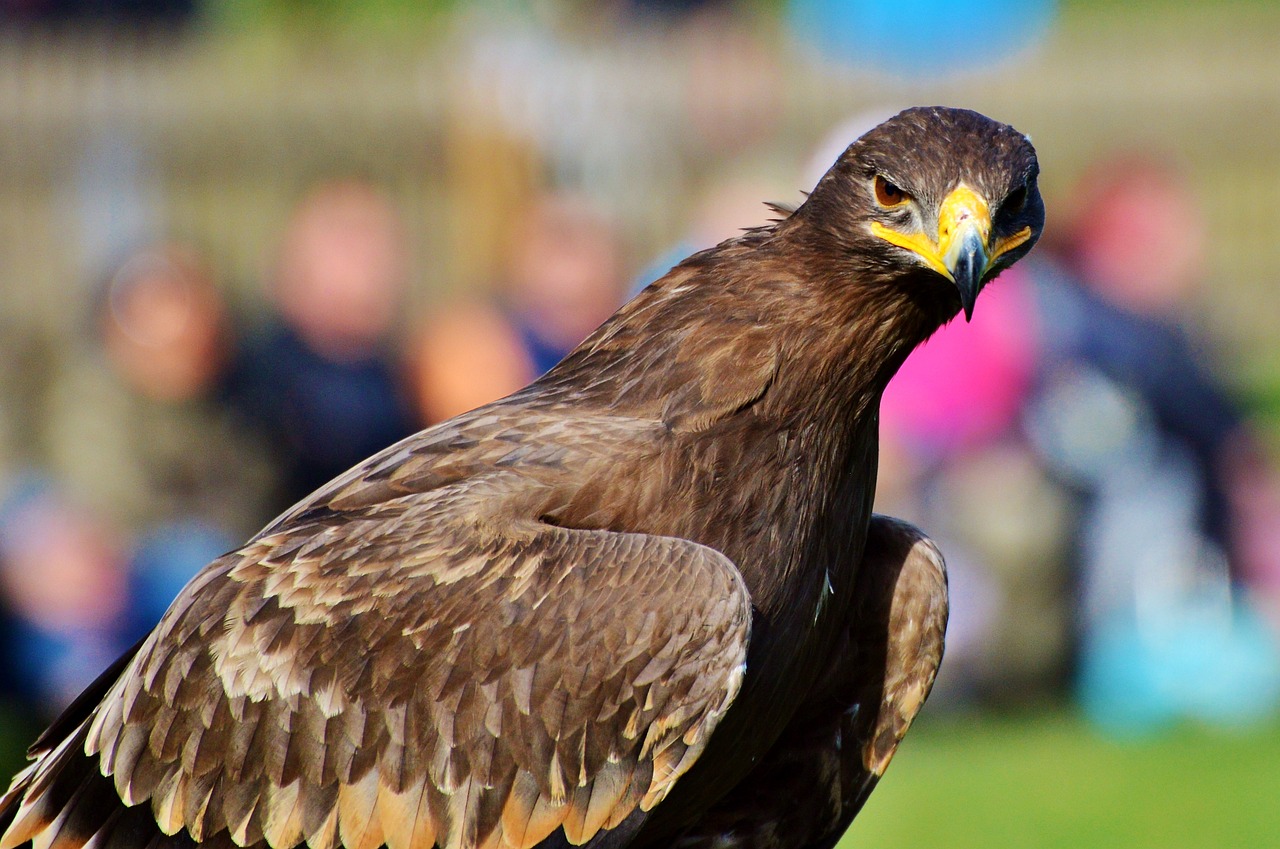 Adler, Plėšrusis Paukštis, Raptoras, Paukštis, Sąskaitą, Paukščių Herbas, Heraldinis Gyvūnas, Rudasis Erelis, Didingas, Gyvūnas