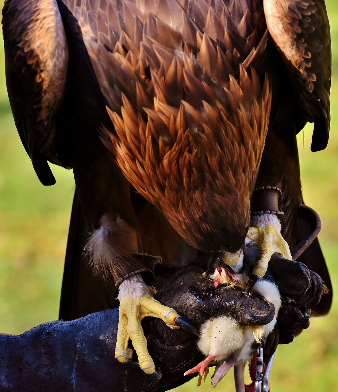 Adler, Raptoras, Grobis, Valgyti, Plėšrusis Paukštis, Gyvūnas, Skristi, Kilnus, Skrydis, Metodas