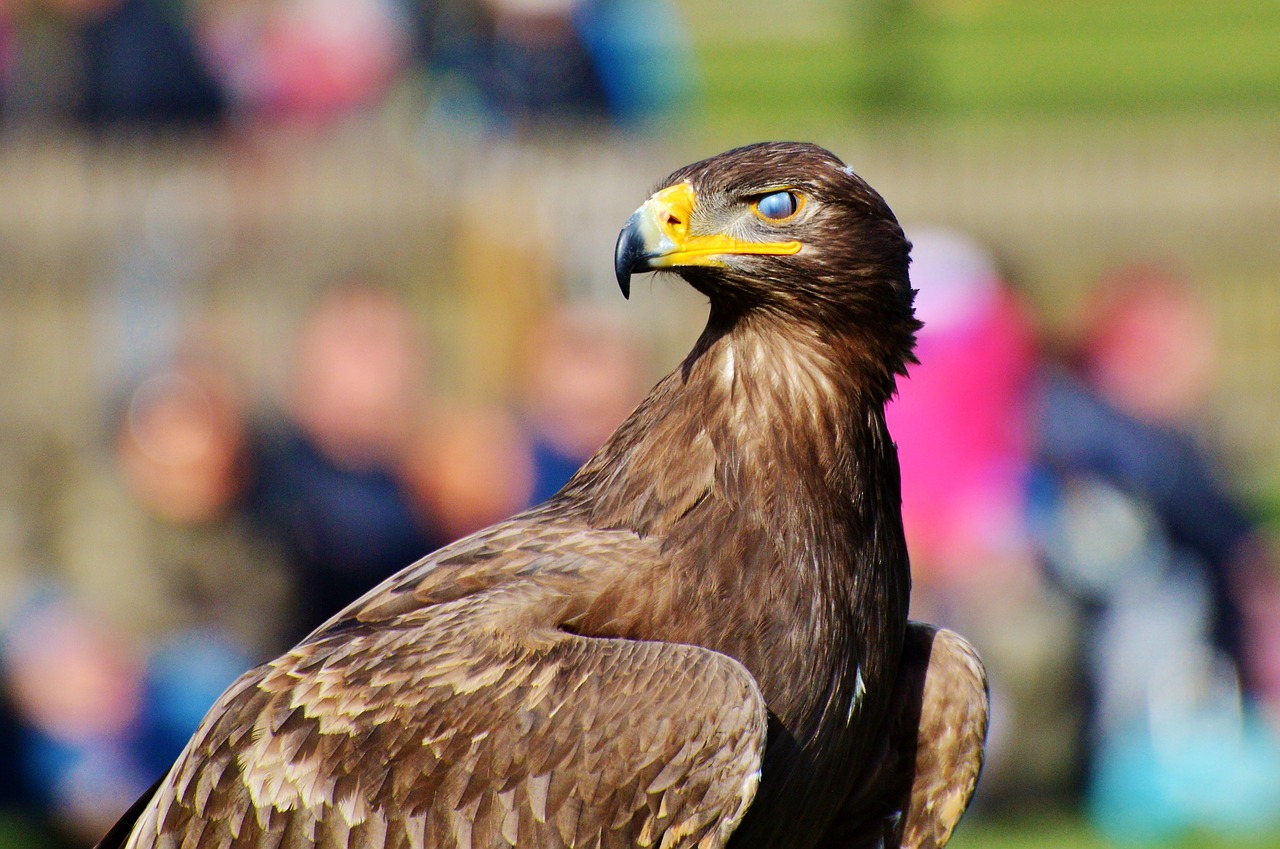 Adler, Plėšrusis Paukštis, Raptoras, Paukštis, Sąskaitą, Akys, Uždarytos Akys, Dangtelis, Akies Vokas, Paukščių Herbas