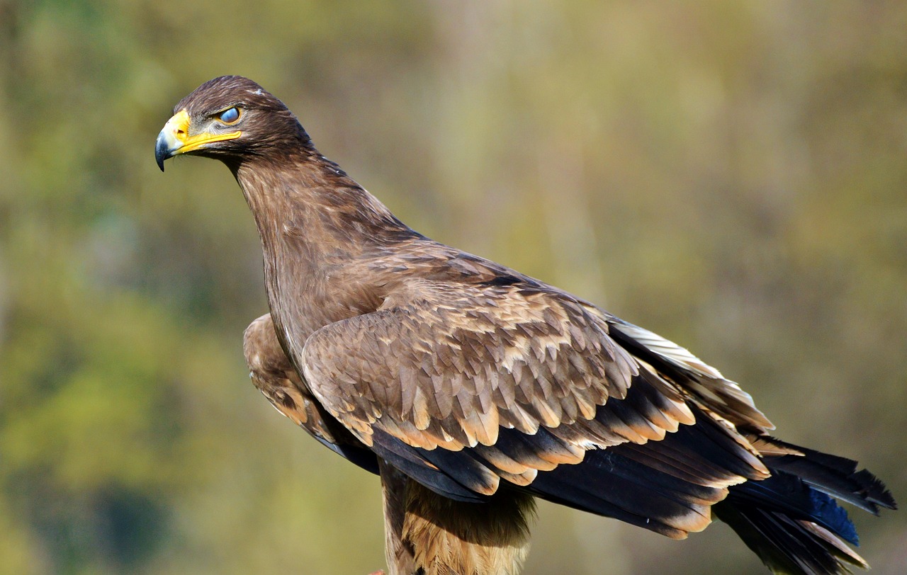 Adler, Plėšrusis Paukštis, Raptoras, Paukštis, Sąskaitą, Akys, Uždarytos Akys, Dangtelis, Akies Vokas, Paukščių Herbas