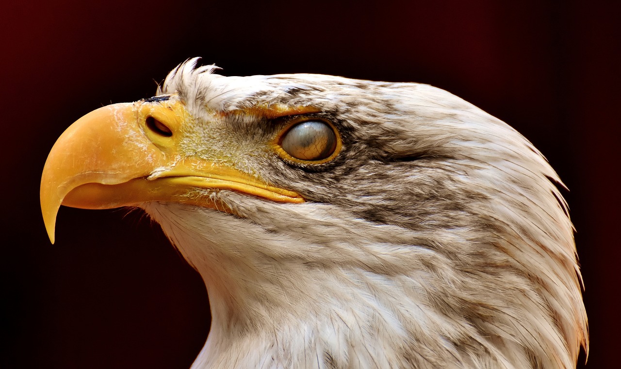 Adler,  Plikas Erelis,  Vokų,  Akių,  Apsauga,  Paukštis,  Raptor,  Plėšrusis Paukštis,  Bill,  Laukinių Paukščių