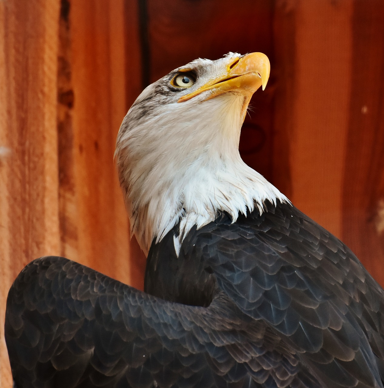 Adler,  Plikas Erelis,  Vokų,  Akių,  Apsauga,  Paukštis,  Raptor,  Plėšrusis Paukštis,  Bill,  Laukinių Paukščių