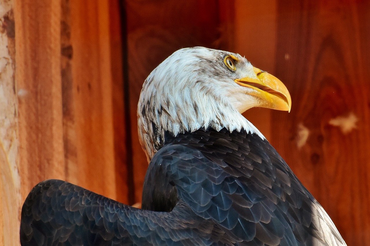 Adler,  Plikas Erelis,  Vokų,  Akių,  Apsauga,  Paukštis,  Raptor,  Plėšrusis Paukštis,  Bill,  Laukinių Paukščių