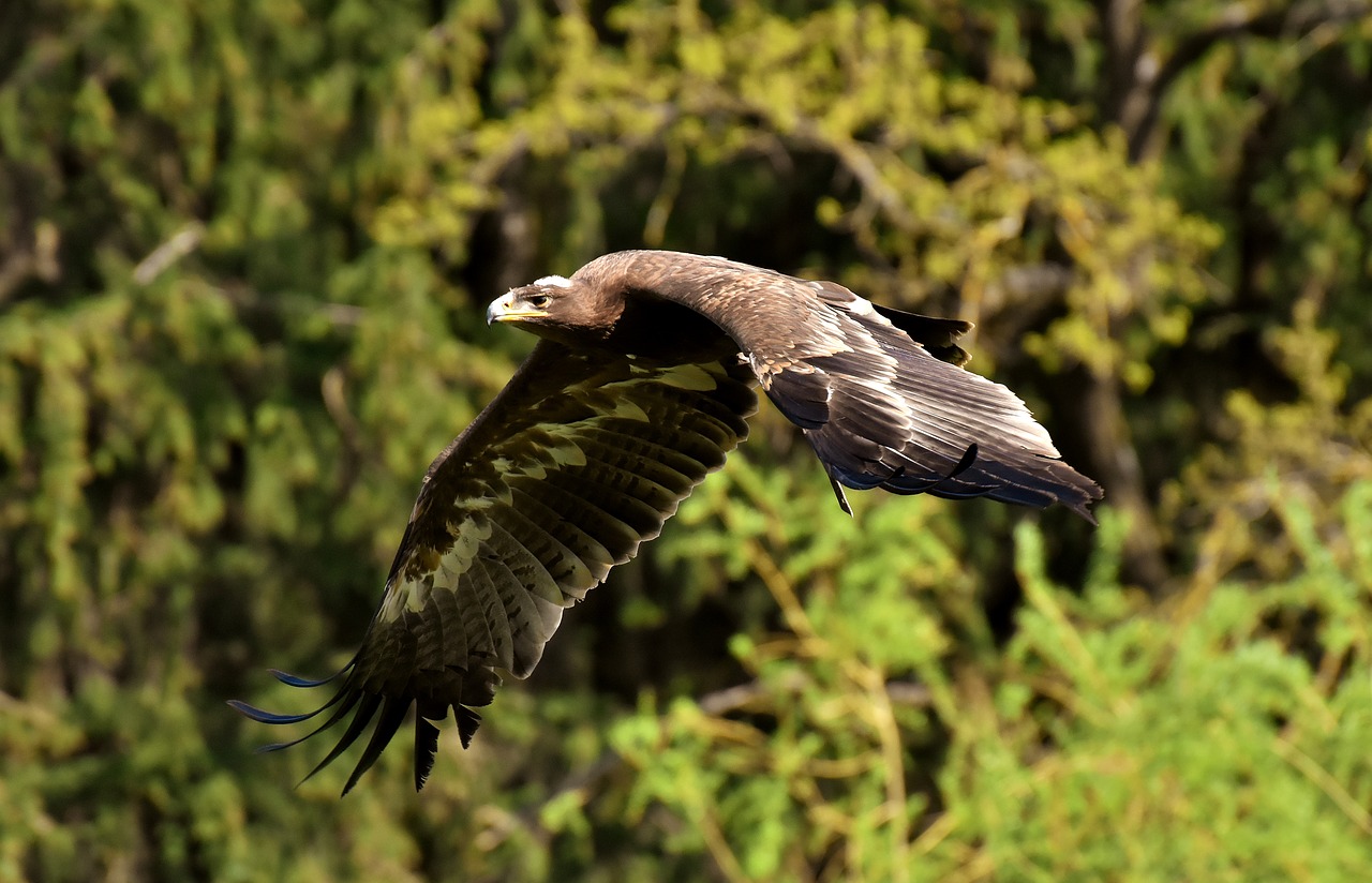 Adler,  Raptor,  Plėšrusis Paukštis,  Gyvūnas,  Skraidantis,  Kilnus,  Auka,  Wildpark Poing, Nemokamos Nuotraukos,  Nemokama Licenzija