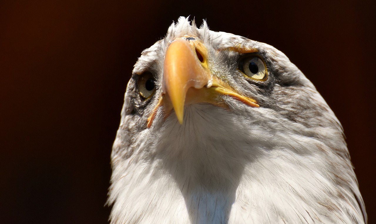 Adler,  Plikas Erelis,  Paukštis,  Raptor,  Plėšrusis Paukštis,  Bill,  Laukinių Paukščių,  Wildpark Poing, Nemokamos Nuotraukos,  Nemokama Licenzija