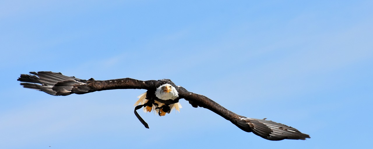 Adler,  Plikas Erelis,  Skraidantis,  Paukštis,  Raptor,  Plėšrusis Paukštis,  Bill,  Laukinių Paukščių,  Wildpark Poing, Nemokamos Nuotraukos