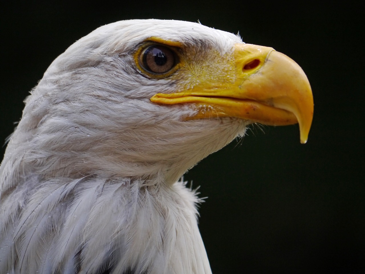 Adler,  Plikas Erelis,  Paukštis,  Raptor,  Bill,  Plėšrusis Paukštis,  Laukinių Paukščių,  Gyvūnas,  Pobūdį,  Balta Sigmos Erelio