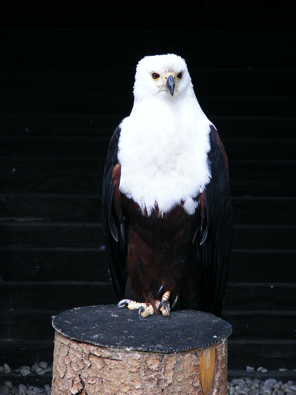 Adler,  Rėkia Ereliai,  Paukštis,  Plėšriųjų Paukščių Šou,  Raptor,  Plėšrusis Paukštis,  Sakalais,  Paukščio Skrydžio Vaizdas, Nemokamos Nuotraukos,  Nemokama Licenzija