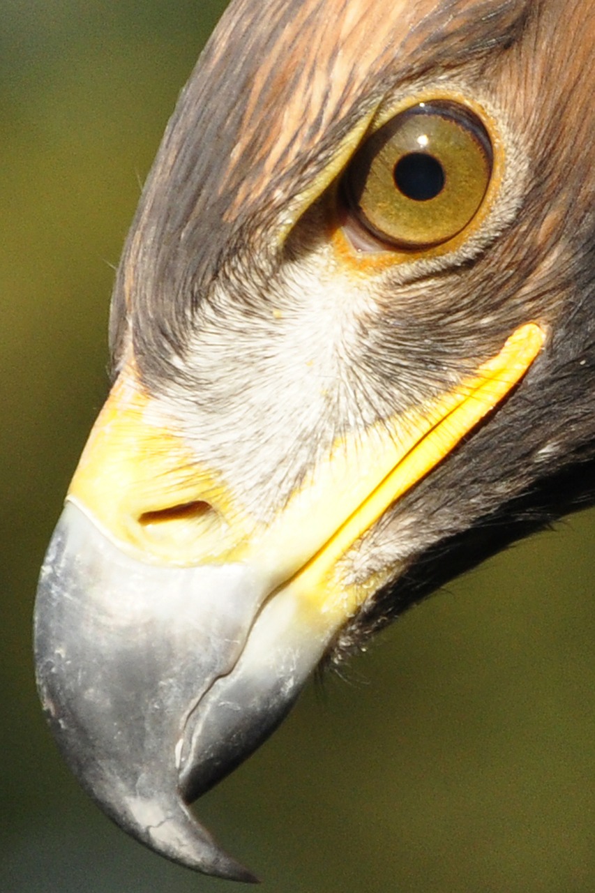 Adler, Akis, Sąskaitą, Plėšrusis Paukštis, Raptoras, Auksinis Erelis, Uždaryti, Paukštis, Nemokamos Nuotraukos,  Nemokama Licenzija