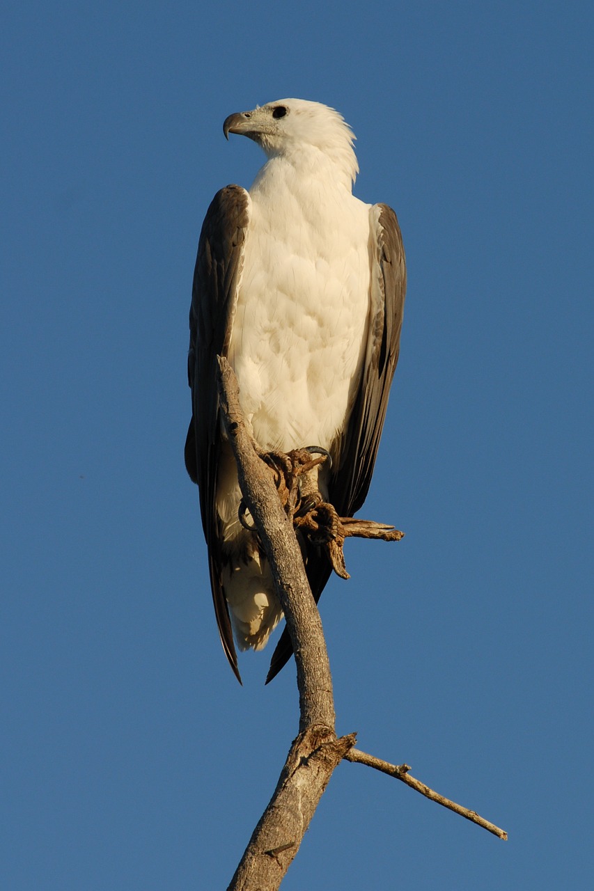 Adler, Raptoras, Gyvūnas, Nemokamos Nuotraukos,  Nemokama Licenzija