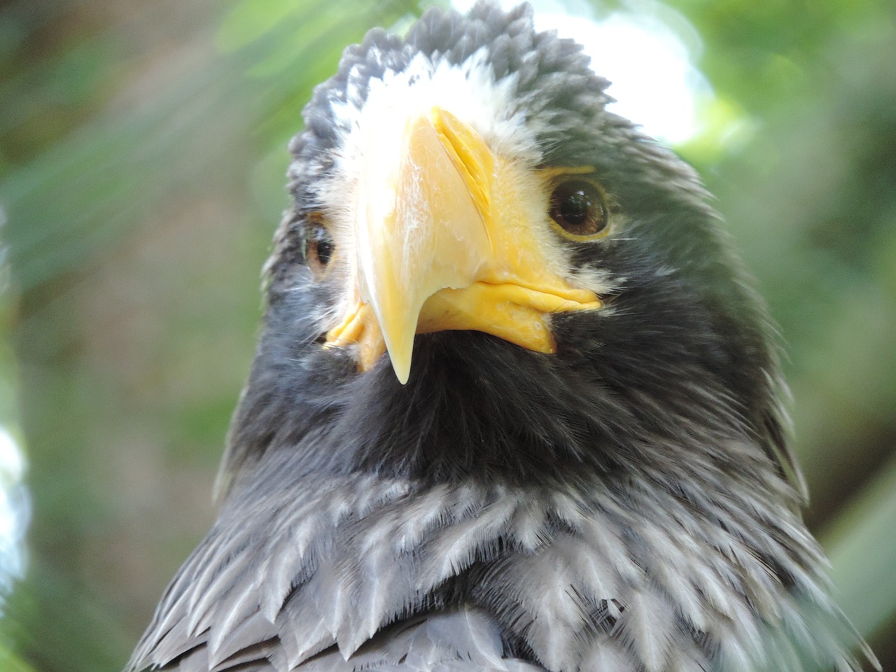 Adler,  Zoologijos Sodas,  Plėšrusis Paukštis,  Raptorius, Nemokamos Nuotraukos,  Nemokama Licenzija