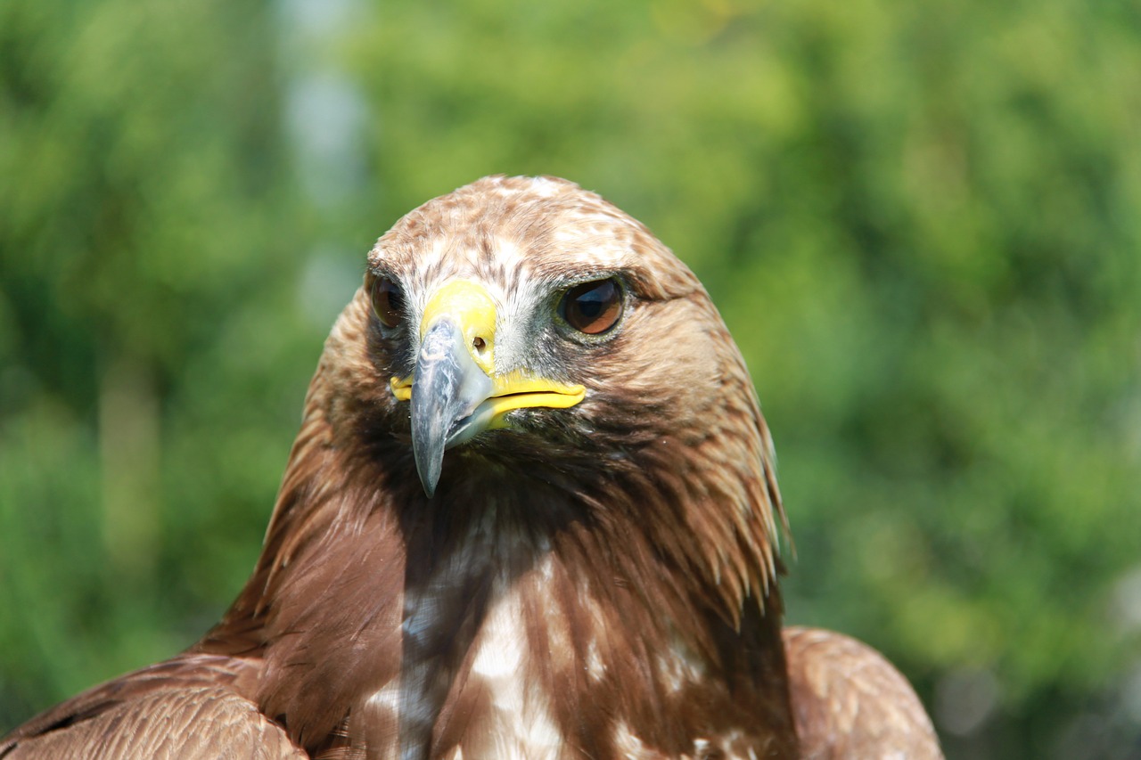 Adler, Raptoras, Plėšrusis Paukštis, Paukštis, Gamta, Galva, Paukščiai, Nemokamos Nuotraukos,  Nemokama Licenzija