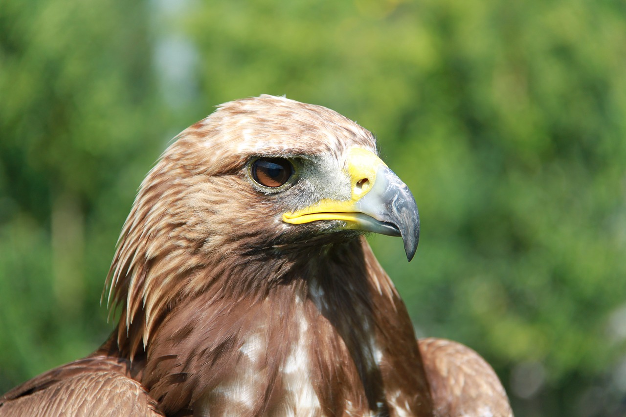 Adler, Raptoras, Plėšrusis Paukštis, Paukštis, Gamta, Galva, Paukščiai, Nemokamos Nuotraukos,  Nemokama Licenzija