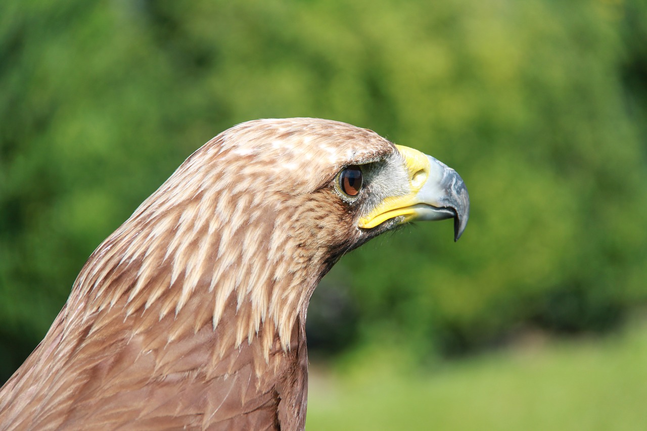 Adler, Raptoras, Plėšrusis Paukštis, Paukštis, Gamta, Galva, Paukščiai, Nemokamos Nuotraukos,  Nemokama Licenzija