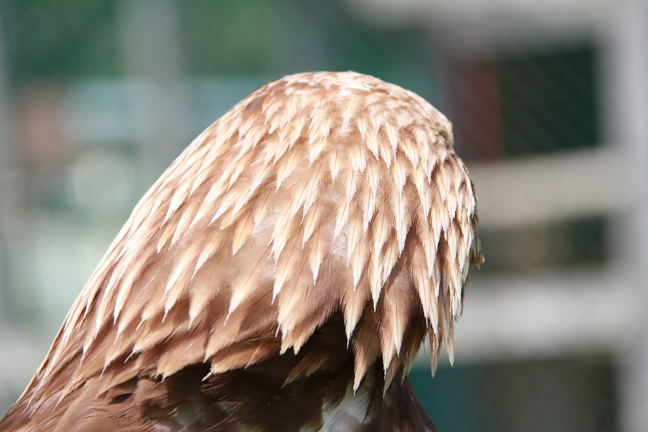 Adler, Raptoras, Plėšrusis Paukštis, Paukštis, Gamta, Galva, Paukščiai, Šukuosenos, Nemokamos Nuotraukos,  Nemokama Licenzija