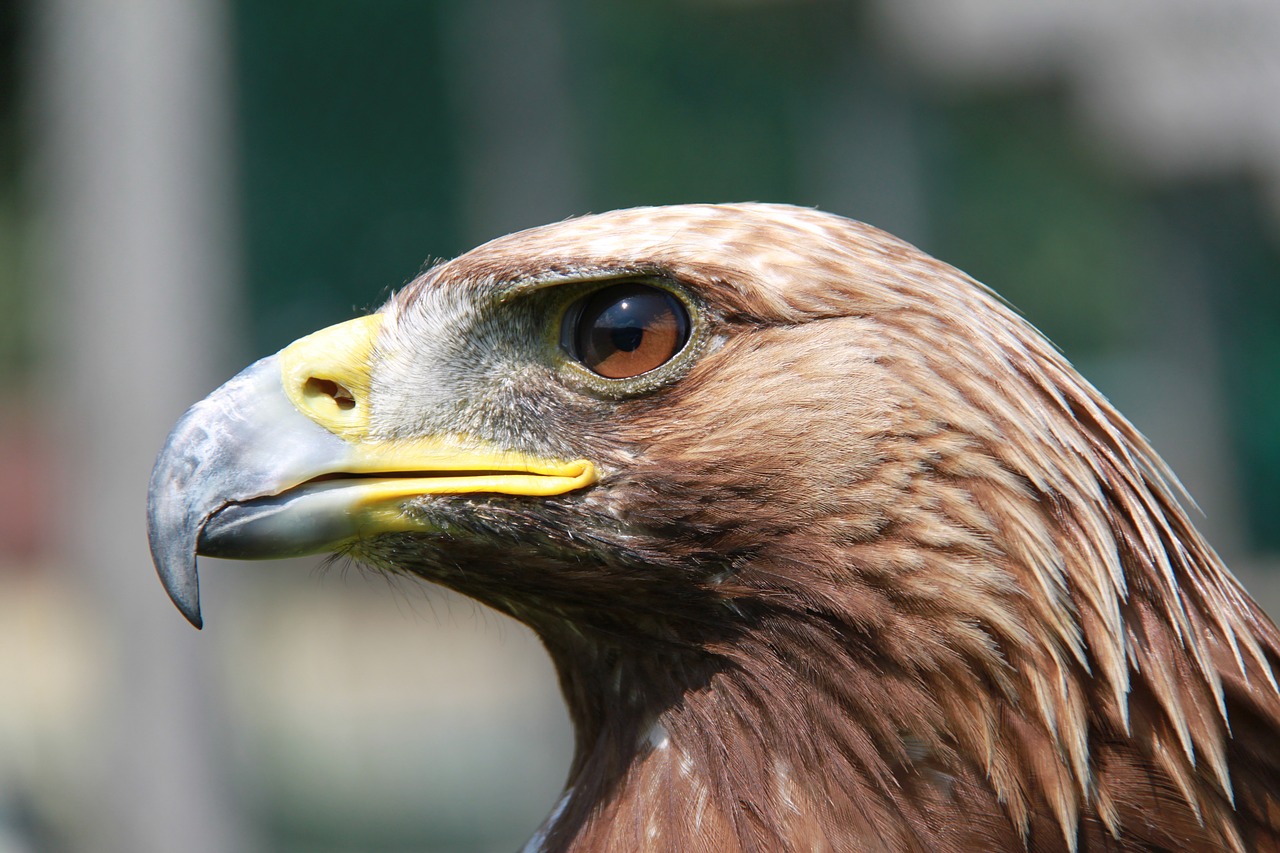 Adler, Raptoras, Plėšrusis Paukštis, Paukštis, Gamta, Galva, Paukščiai, Nemokamos Nuotraukos,  Nemokama Licenzija