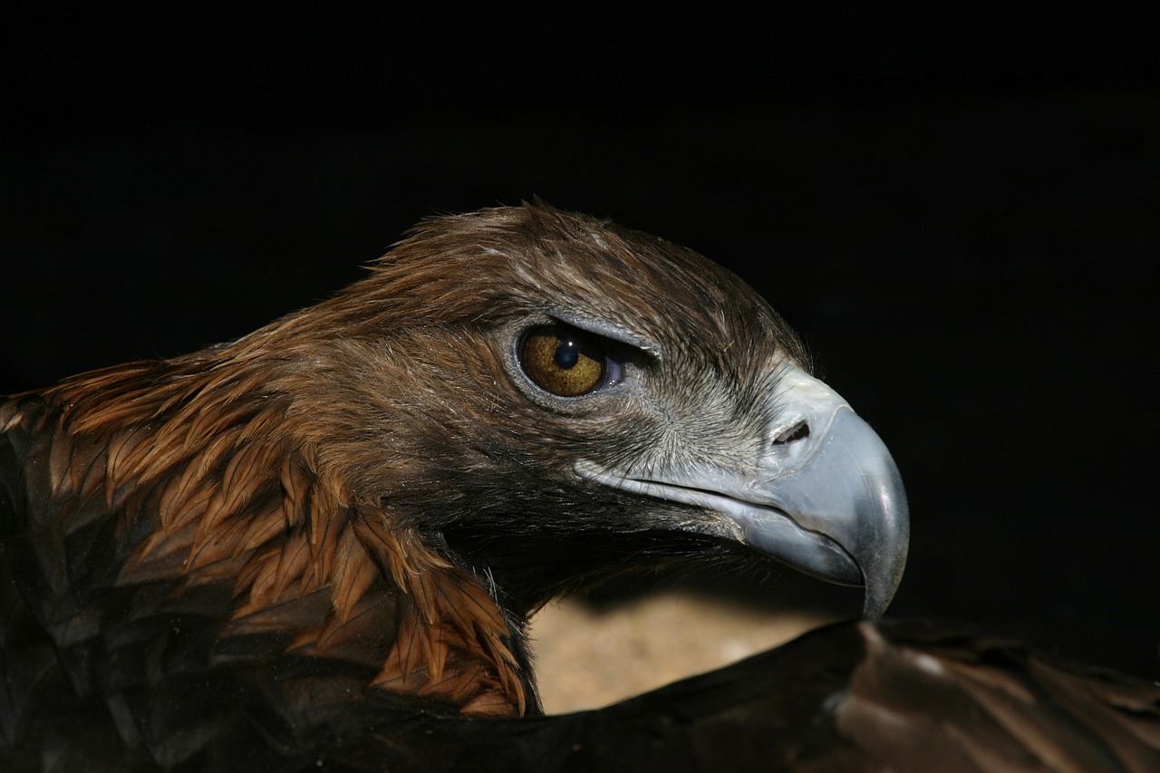 Adler,  Raptoras,  Plėšrusis Paukštis, Nemokamos Nuotraukos,  Nemokama Licenzija