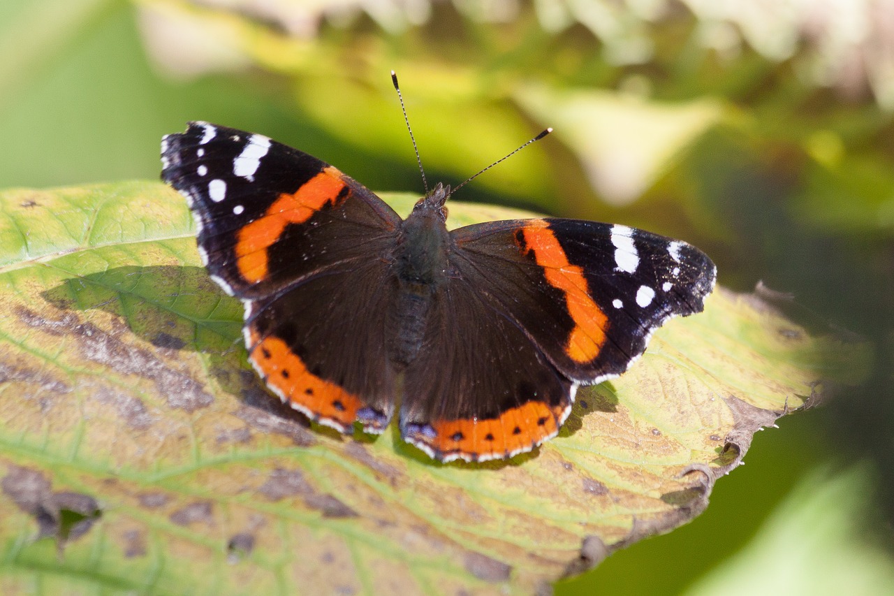 Admirolas, Vanessa Atalanta, Drugelis, Edelfalter, Pleistras Drugelis, Vabzdys, Gamta, Gyvūnas, Makro, Ruduo