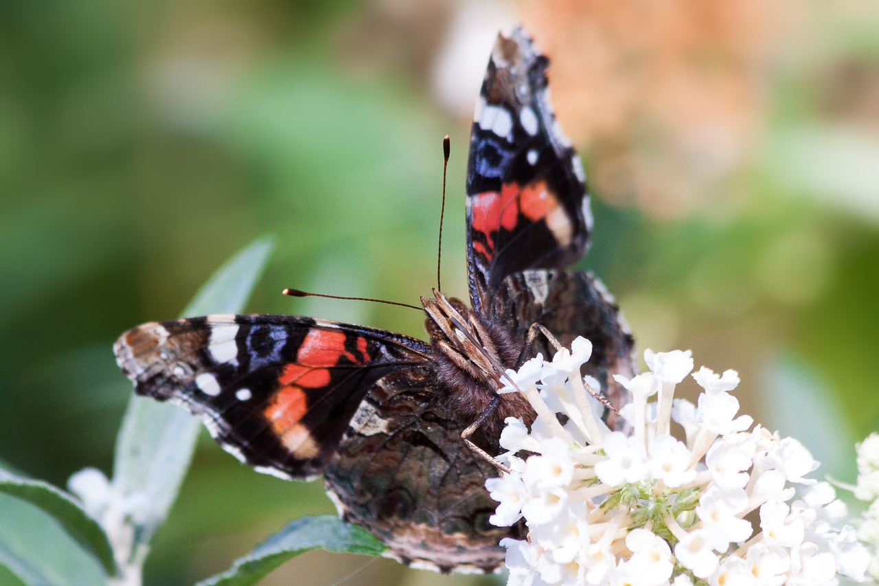 Admirolas, Vanessa Atalanta, Drugelis, Pleistras Drugelis, Edelfalter, Vabzdys, Gamta, Gyvūnas, Makro, Ruduo