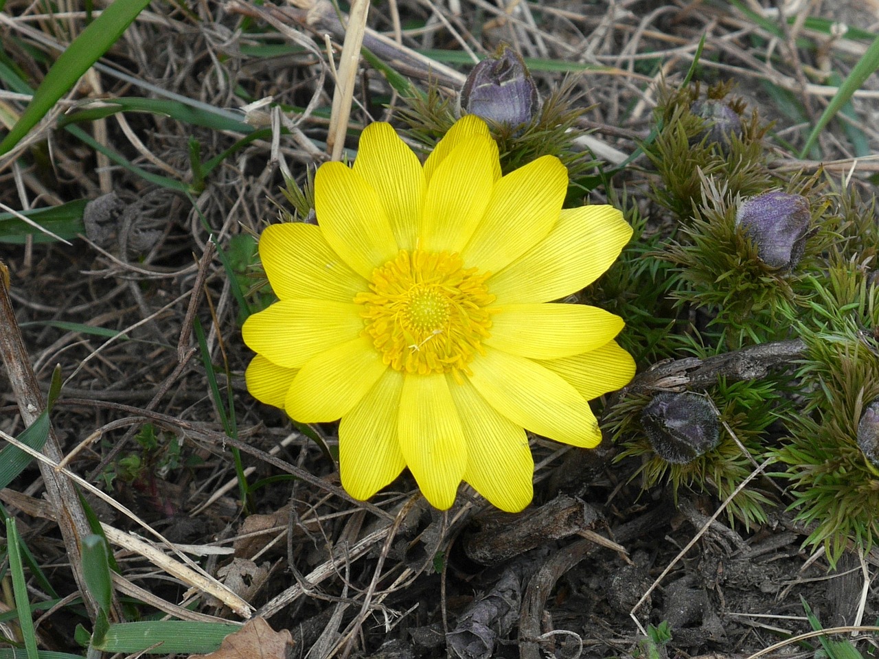 Adonis Vernalis, Pavasaris, Gėlė, Geltona Gėlė, Gamta, Devinska Kobyla, Fazanų Akys, Slovakija, Nemokamos Nuotraukos,  Nemokama Licenzija