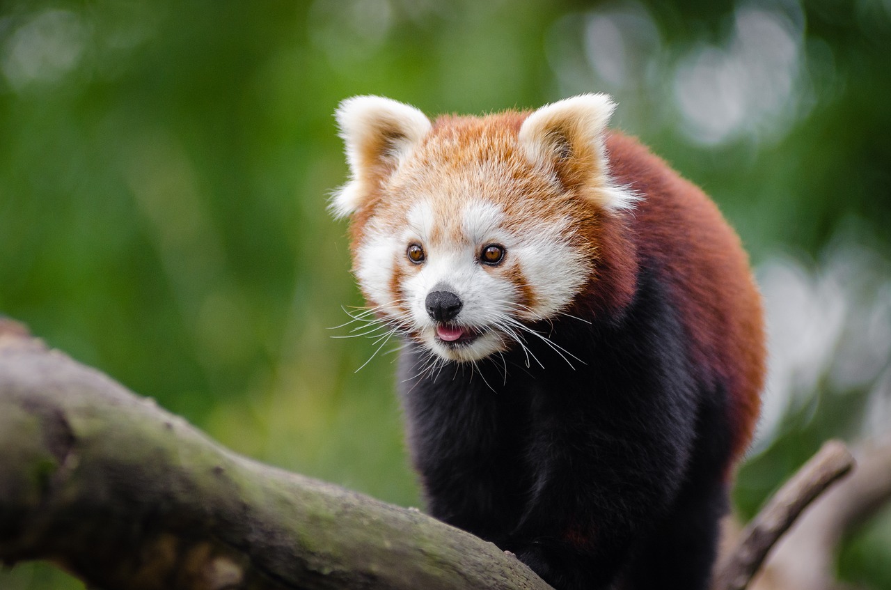 Žavinga, Gyvūnas, Filialas, Mielas, Naminis Gyvūnėlis, Raudonoji Panda, Laukinė Gamta, Nemokamos Nuotraukos,  Nemokama Licenzija