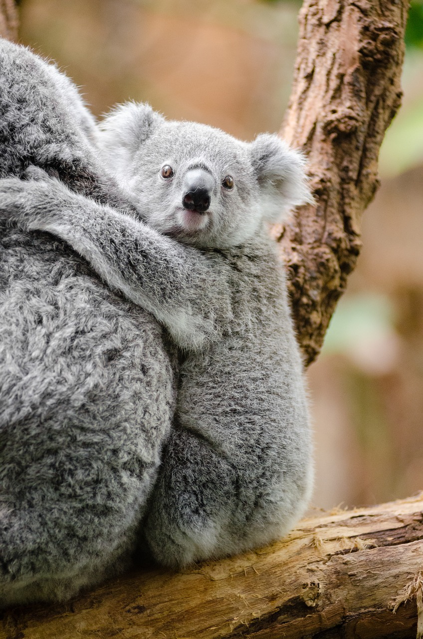 Žavinga, Gyvūnas, Filialas, Mielas, Pūkuotas, Koala, Marsupial, Laukinė Gamta, Nemokamos Nuotraukos,  Nemokama Licenzija