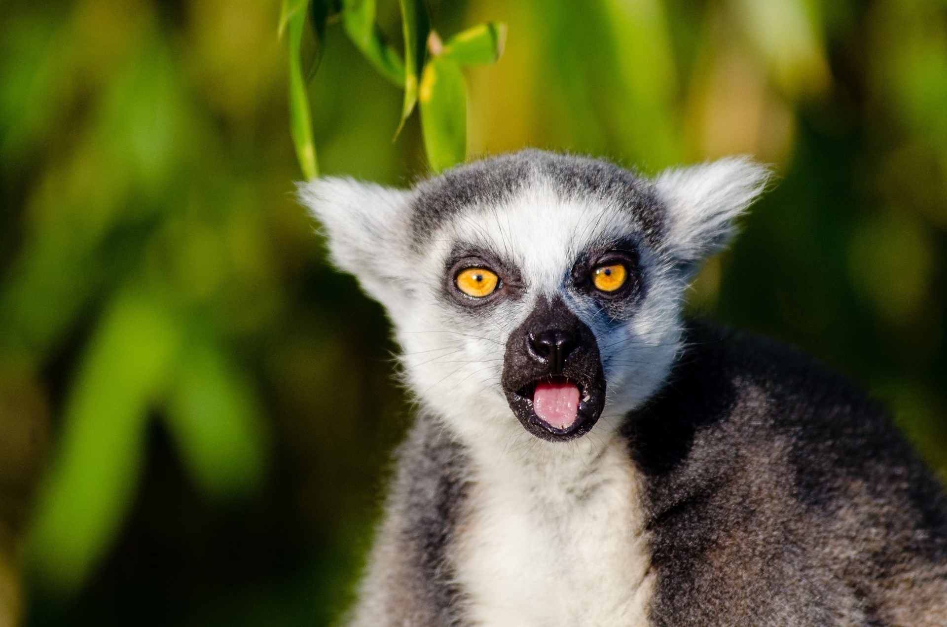 Mielas,  Lemūrai,  Madagaskaras,  Žavingas Levūras Iš Madagoskarų, Nemokamos Nuotraukos,  Nemokama Licenzija