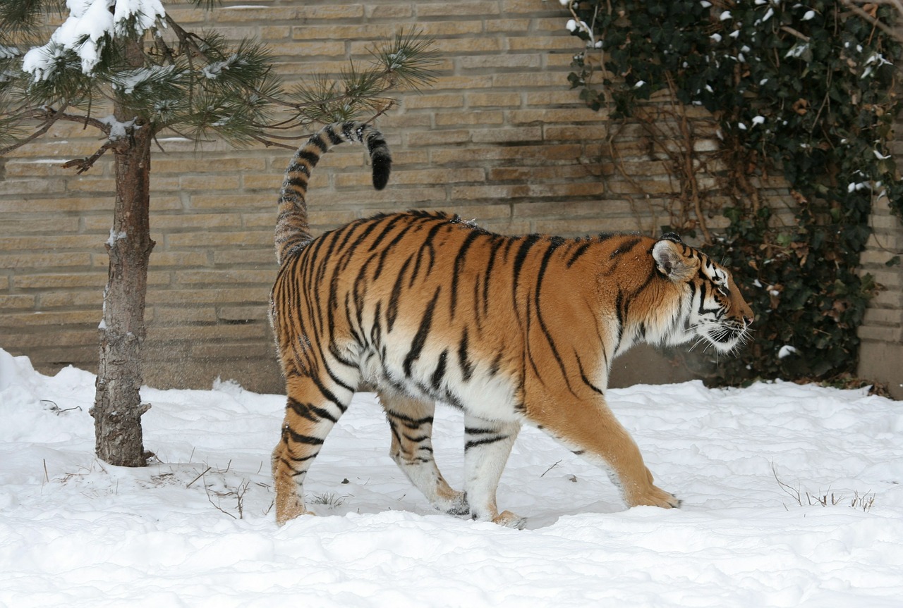Suaugusysis Tigras, Sniegas, Zoologijos Sodas, Didelė Katė, Kačių, Žiema, Panthera Tigris Altaica, Juostelės, Plėšrūnas, Nykstantis
