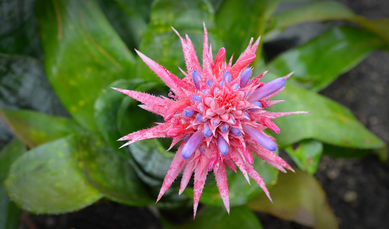 Aechmea Fasciata, Žiedas, Žydėti, Rožinis, Augalas, Gėlė, Nemokamos Nuotraukos,  Nemokama Licenzija