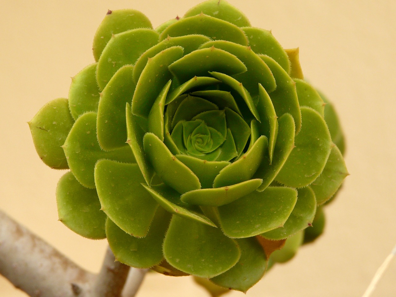 Aeonium, Aeonium Arboreum, Augalas, Sodas, Nemokamos Nuotraukos,  Nemokama Licenzija