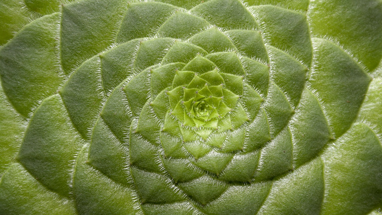 Aeonium Tabuliforme, Sultingas Patiekalas, Augalas, Uždaryti, Žvynuotas, Skalė, Gėlė, Gamta, Akmens Sodas, Žalias