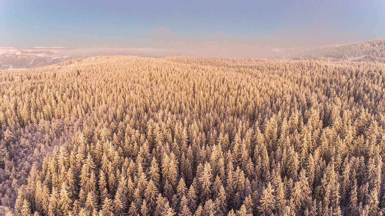 Antena, Žemdirbystė, Fonas, Šaltas, Spygliuočių, Kaimas, Pasėlių, Aplinka, Ūkis, Ūkininkavimas